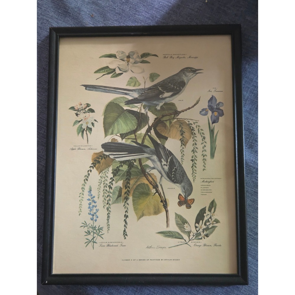 Arthur Singer Vintage 50 Mockingbird State Flowers Framed Art Print Series No 4